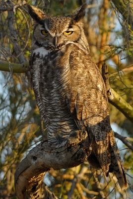 March 6, 2013<br>Sometimes you just get lucky! I came around a bush and saw one of my local owls just sitting in plain view, and at JUST the right distance for the lens I had mounted. 300F4 with 1.4TC on the Nikon V1. This image is UNCROPPED. Mr. Owl was kind enough to sit there while I took 30 shots of him, including removing the teleconverter, setting up the camera for remote release and careful framing. Processing was done in Capture NX2, including sharpening of intensity 100, radius 2 and threshold 0.<br>